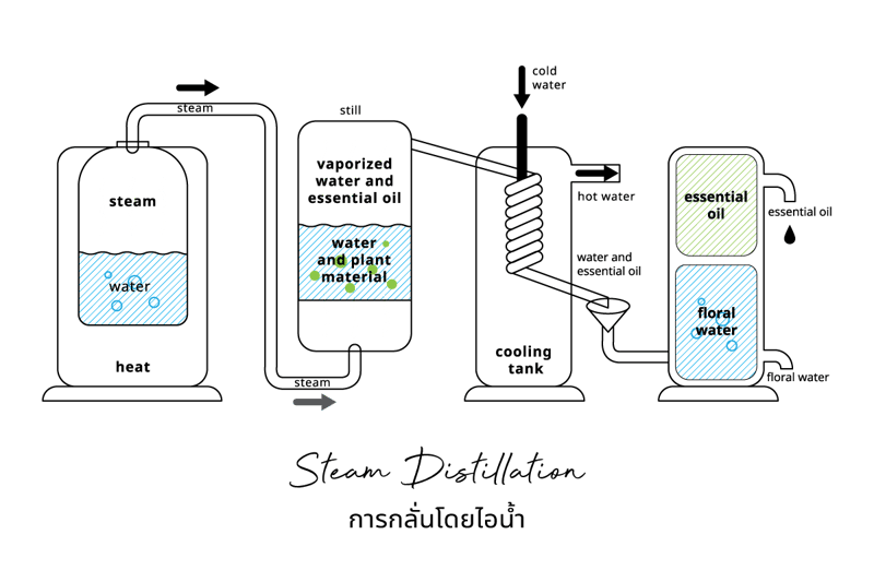 การกลั่นด้วยไอน้ำ-Steam Distillation-03