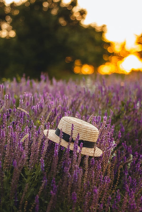 PROVENCE LAVENDER-1